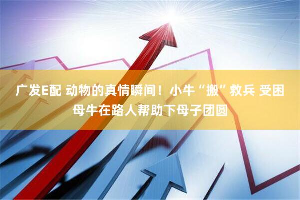 广发E配 动物的真情瞬间！小牛“搬”救兵 受困母牛在路人帮助下母子团圆