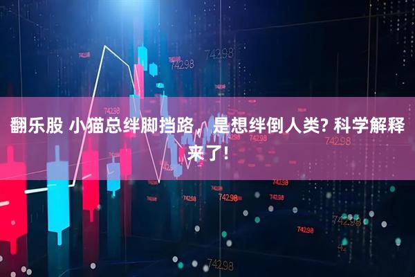 翻乐股 小猫总绊脚挡路，是想绊倒人类? 科学解释来了!